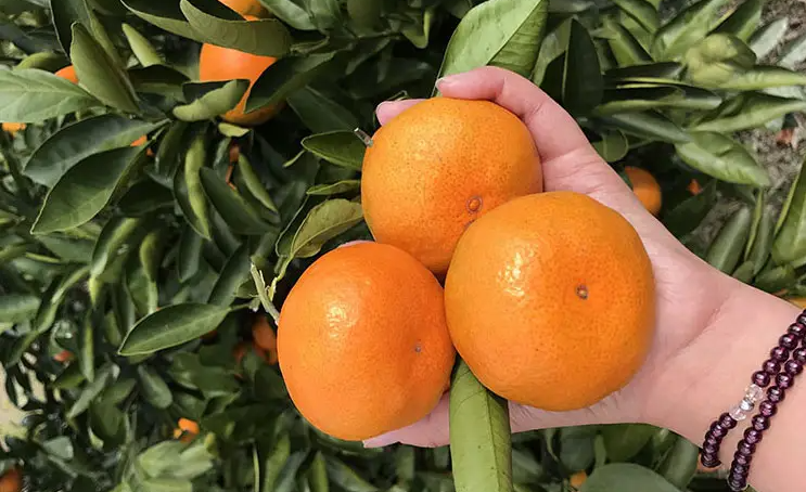 邵陽諸多農特產的發源地 關于家鄉的雪峰山你了解多少？